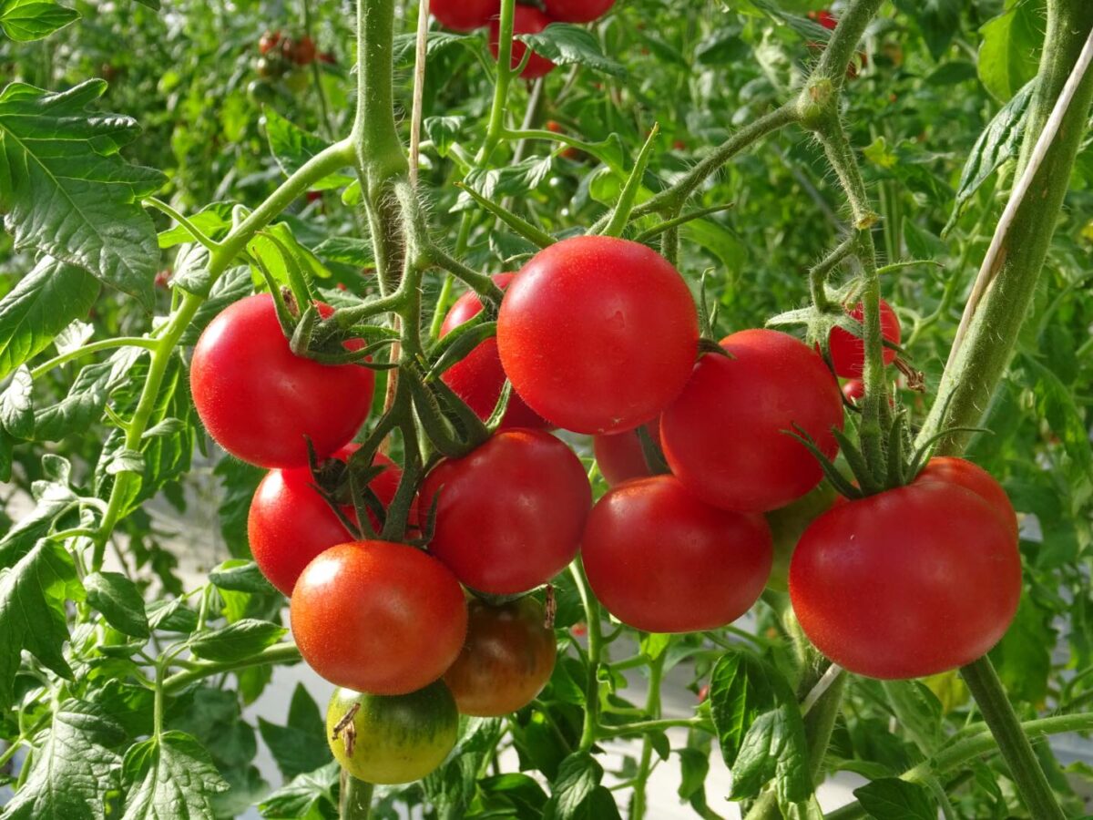 ashigaranaitofarm01-1200x900-