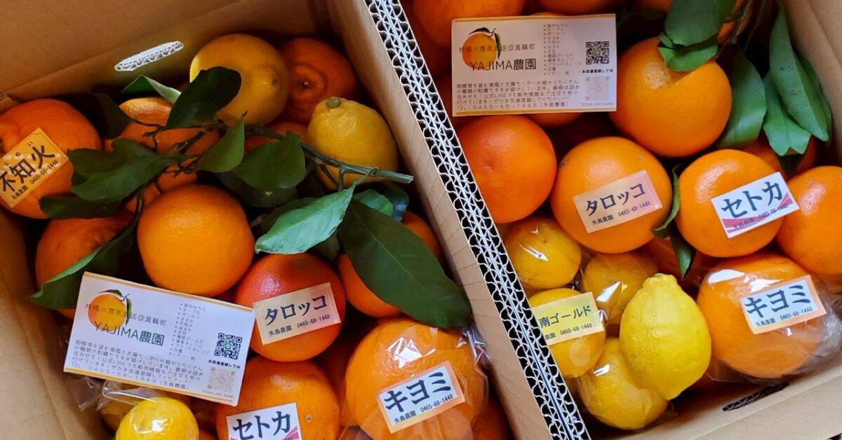 矢島農園]みかん・柑橘類を農家から直送、全国にお届け[真鶴町] | どこ