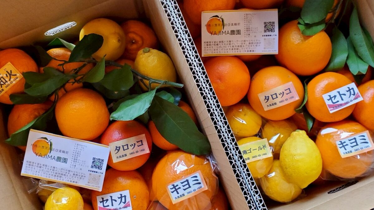 矢島農園]みかん・柑橘類を農家から直送、全国にお届け[真鶴町] | どこ