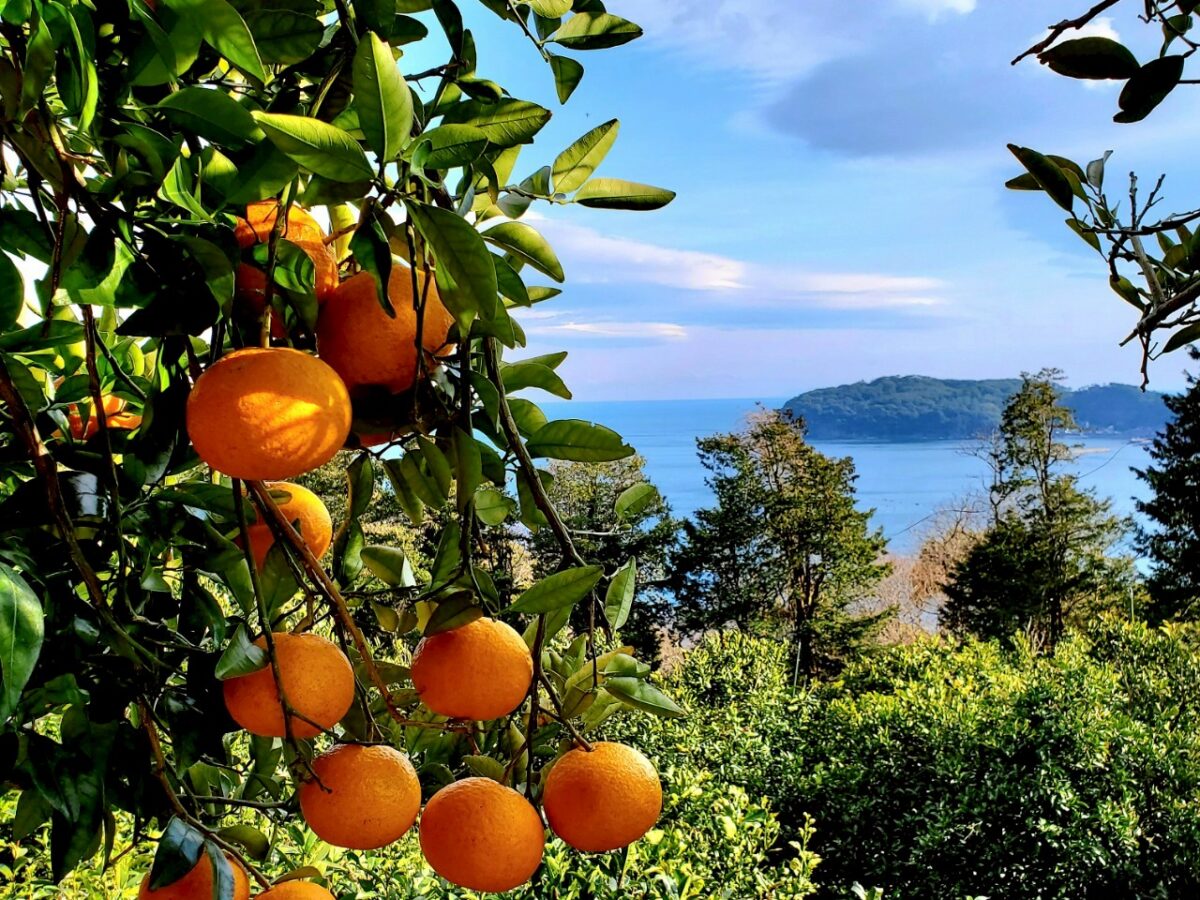 矢島農園]みかん・柑橘類を農家から直送、全国にお届け[真鶴町] | どこ