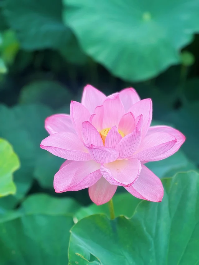 小田原城址公園では、蓮が見頃です。  #小田原城 #蓮の花 #蓮のある風景 #小田原観光 #小田原散歩 #小田原の風景 #花のある風景 #夏の花 #小田原日和 #神奈川観光 #神奈川のお出かけスポット #おだわら日記 #小田原の魅力 #蓮の季節 #はすの花 #歴史と自然 #日本の風景 #神奈川ドライブ #城と花 #小田原の自然 #癒しの風景 #蓮の写真 #お城めぐり #小田原の夏 #小田原フォトスポット